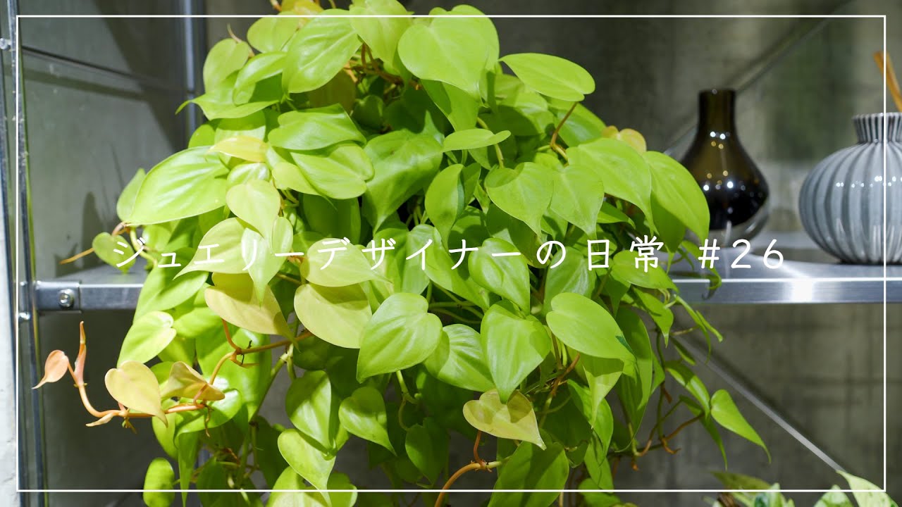 【植物と暮らす】モリモリのオキシカルジウムのお手入れ/vlog#26