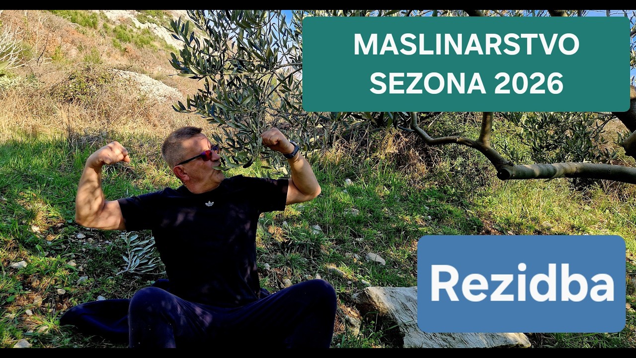 Rezidba maslina kod barba Pere !