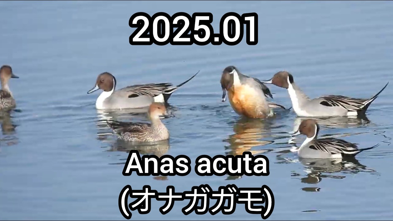 オナガガモ鳴き声 (Anas acuta) - カモの鳴き声 / Northern pintail sounds / 公園のカモ 江戸川放水路 / 2025年1月