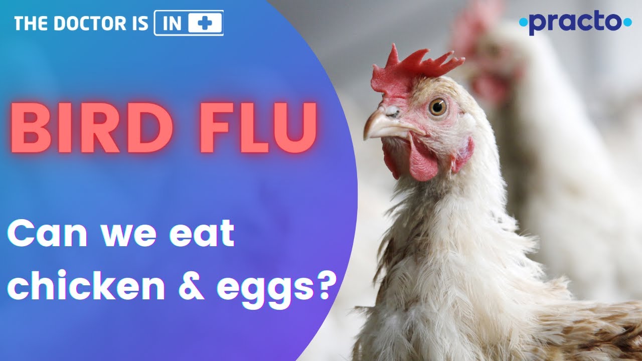 Bird Flu Symptoms, Causes, & Prevention (2021) || How should we cook Eggs and Chicken? || Practo