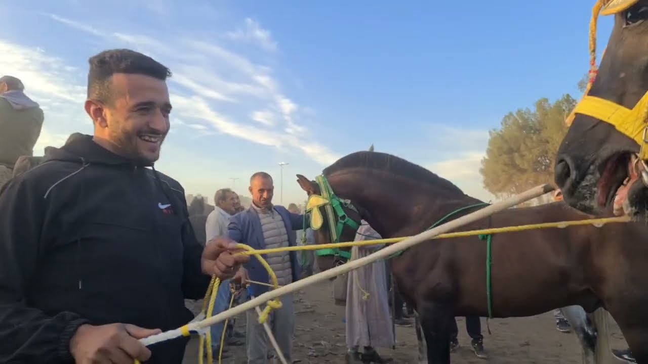 ثمن الخيول من سوق الثلاثاء الخميسات البيع قليل مرحبا بكم بتاريخ 23/9/2025