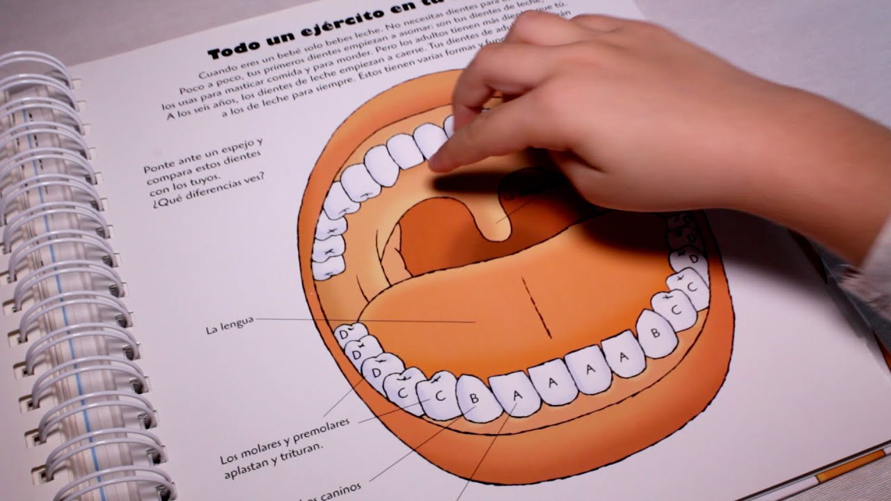 El cuerpo humano - Libro infantil animado