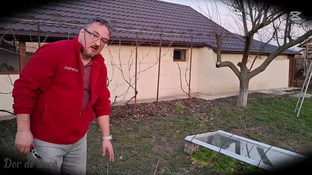 Tăiere la agriș după un an de vegetație
