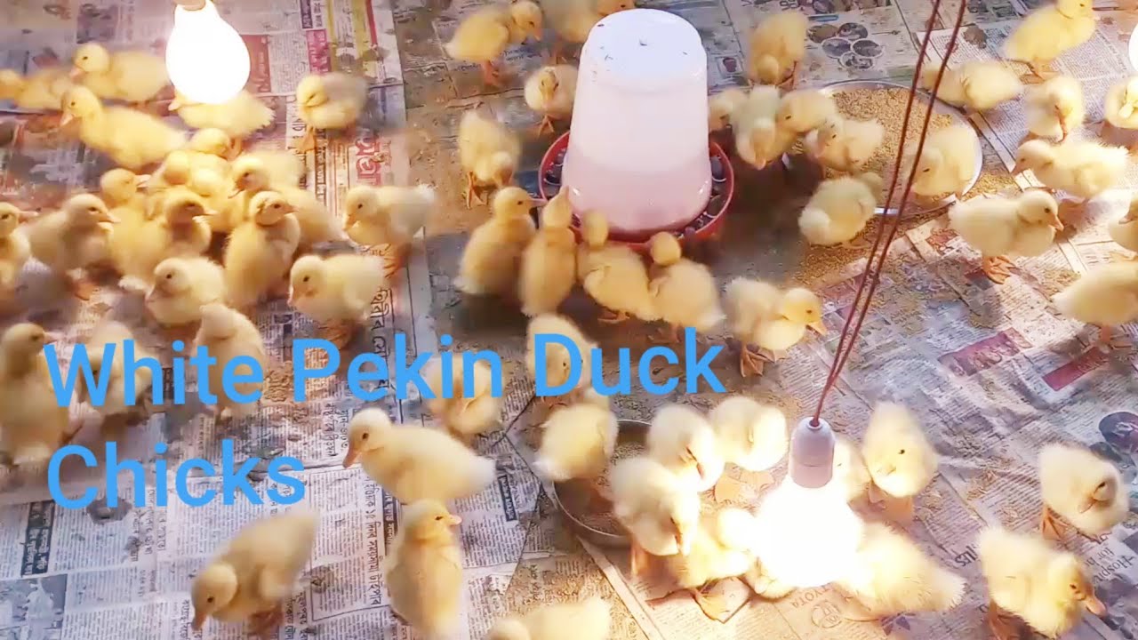 White Pekin হাঁহ পালন কৰো আহক ।White pekin duck farming, Barpeta, Assam