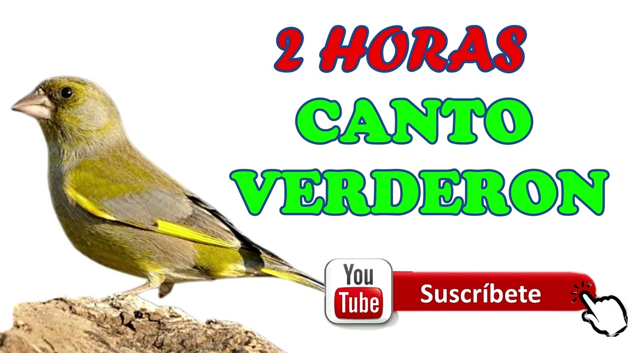 📀 𝘾𝘿 𝘾𝘼𝙉𝙏𝙊 𝙑𝙀𝙍𝘿𝙀𝙍𝙊𝙉 𝟮 𝙃𝙊𝙍𝘼𝙎  🐦 𝙀𝘿𝙐𝘾𝘼𝙍 𝙉𝙊𝙑𝙀𝙇𝙀𝙎, 𝘾𝙃𝙄𝙑𝙊𝙉𝙀𝙎, 𝙑𝙀𝙍𝘿𝙀𝙍𝙊𝙉𝙀𝙎 𝙅Ó𝙑𝙀𝙉𝙀𝙎  𝙂𝙍𝙀𝙀𝙉𝙁𝙄𝙉𝘾𝙃