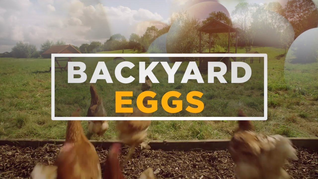 The Truth About Backyard Eggs