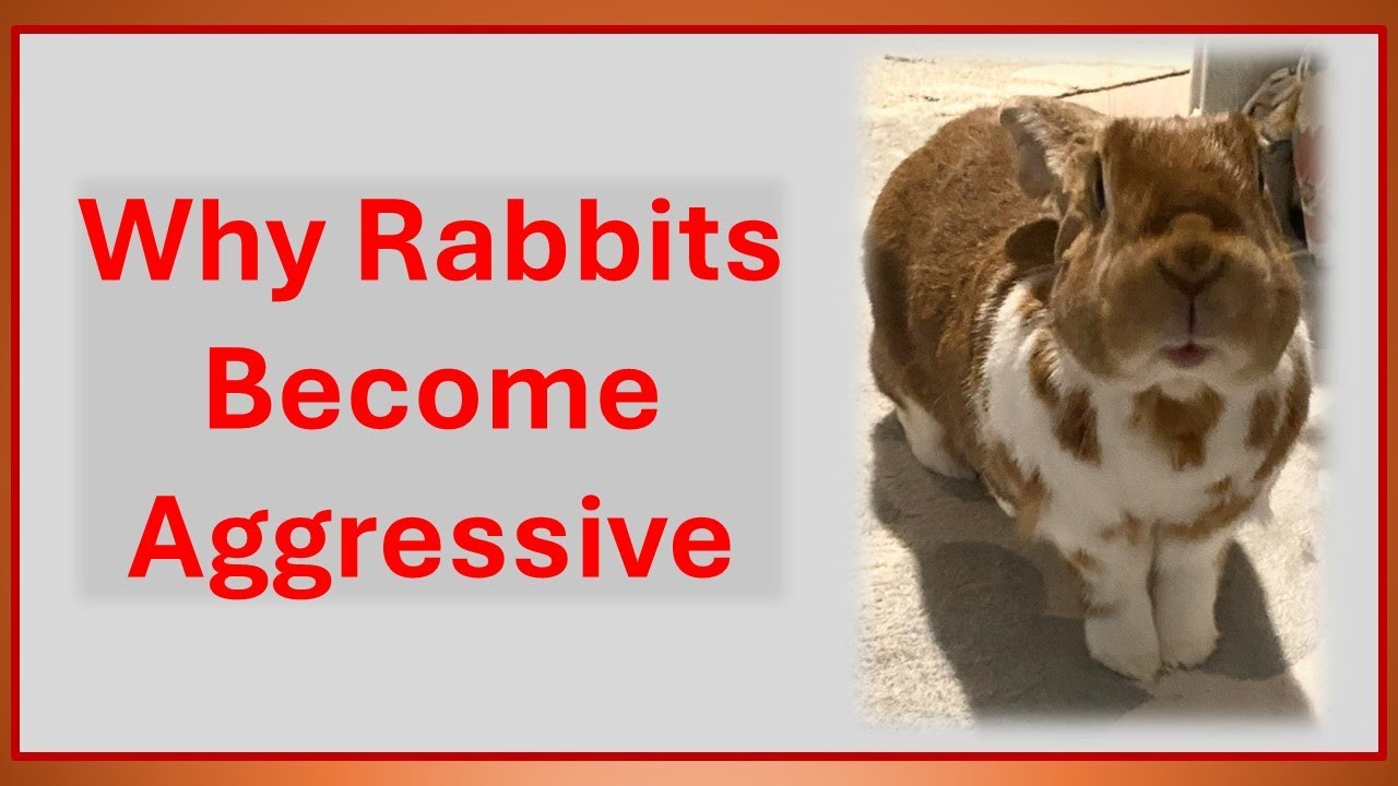 About Rabbits Part 4   Rabbit Aggression, Jana Brock's Bunny Talks