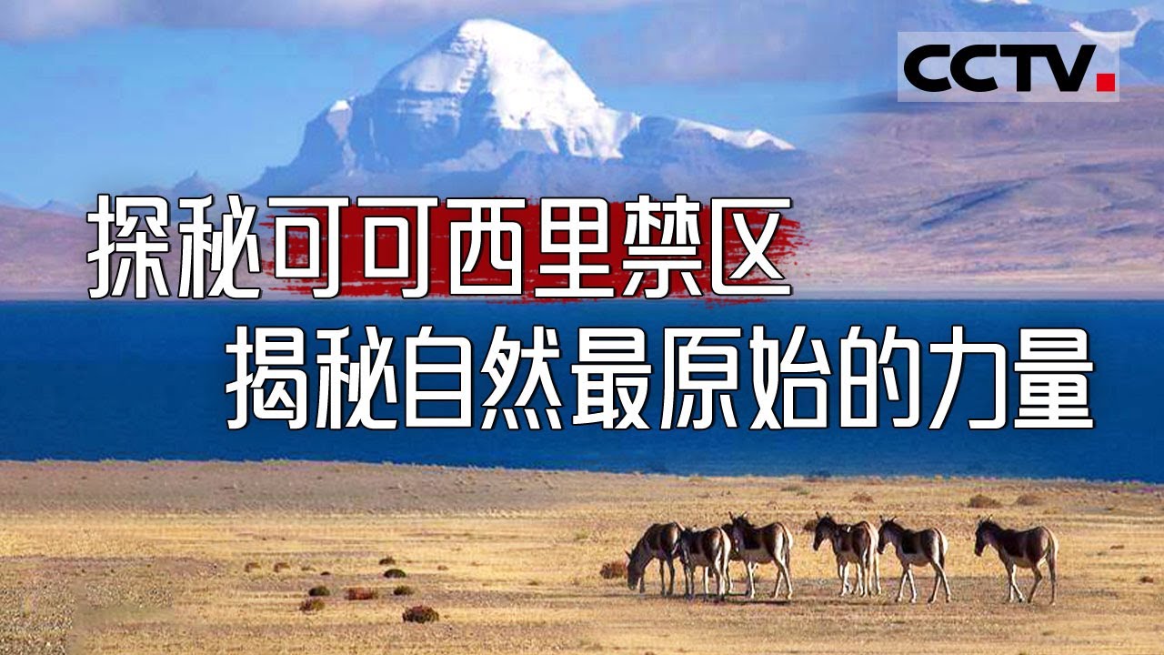 探秘可可西里：生命禁区的背后 竟藏着如此震撼的自然密码！【CCTV纪录】