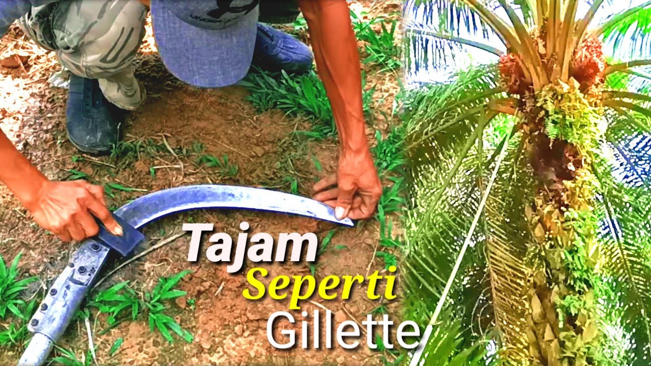 Cara Asah/Gosok sabit cap 111 Yang benar || Biar Tajam Tidak gopel tahan lama
