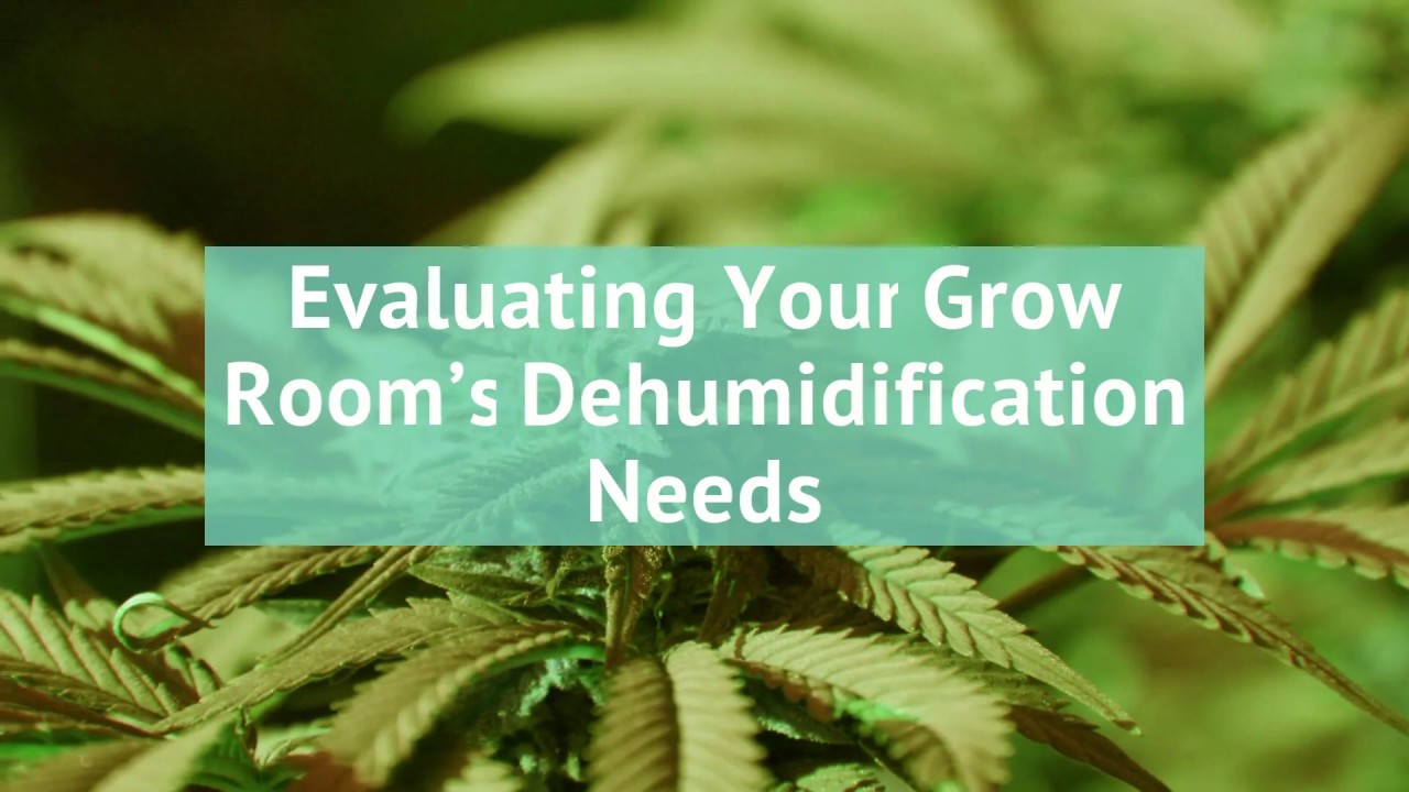 How to Size Your Grow Room Dehumidifier