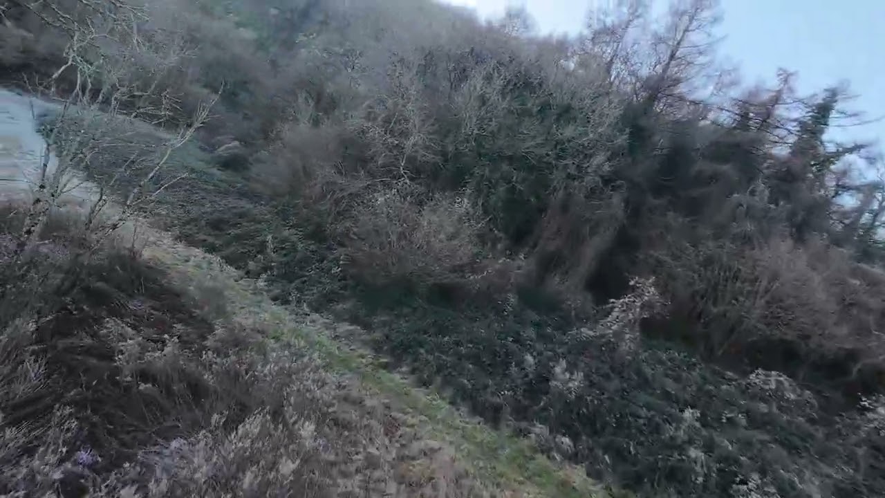 I love taking my dog for walks, we end up in the middle of nowhere...not lost, happy! #dalmatiandog 