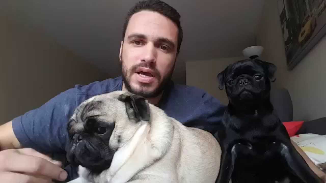 Como viajar com seu Pug pro Canadá. MC