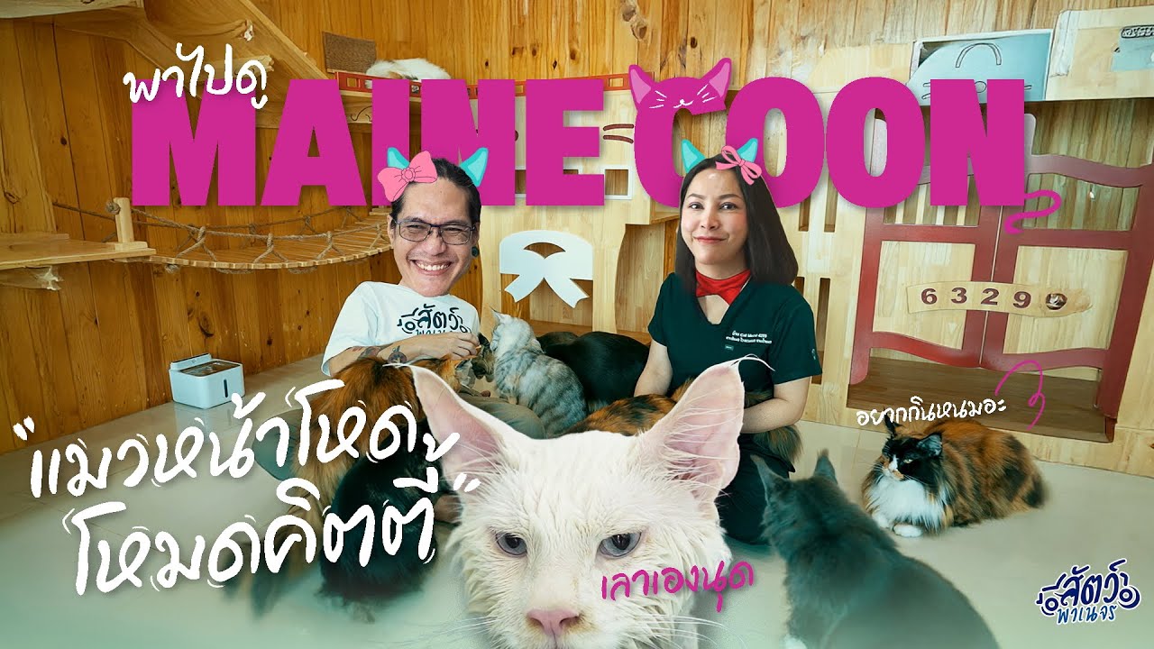 สัตว์พาเนจร Ep.12 | Maine Coon แมวยักษ์หน้าโหด น่าฟัด น่ารักสุด ๆ