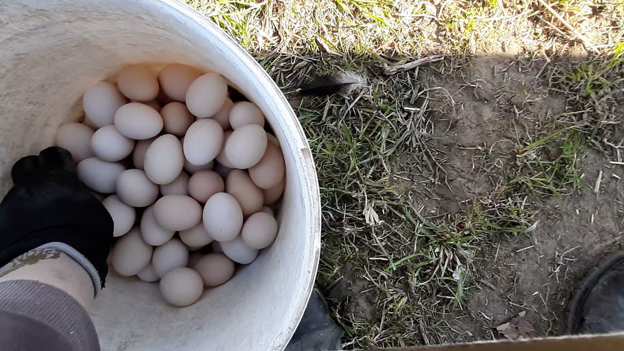 Produkcja zbiór jaj pastwiskowych ekologicznych#38Production and harvesting of organic pasture eggs