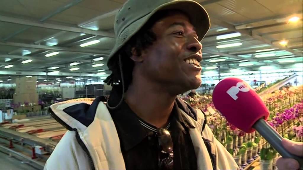Werklozen moeten aan de bak in de Westlandse kassen