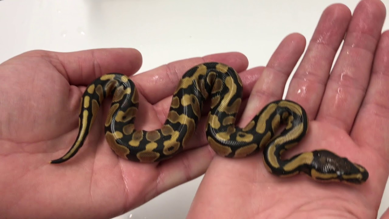 Yellowbelly clown clean up
