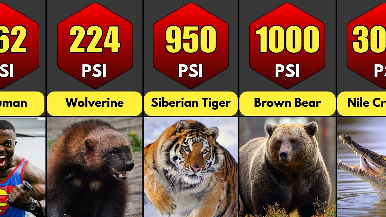 Most Powerful Bites in Animal Kingdom Ranked by Their Bite Force