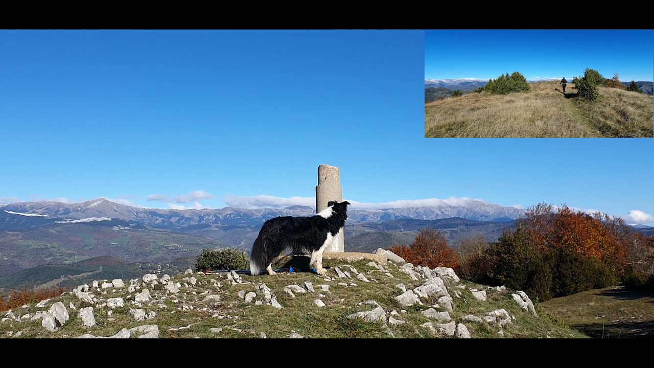 Border Collie Wallace (Puig d'Ou, Sant Pau de Seg&uacute;ries)