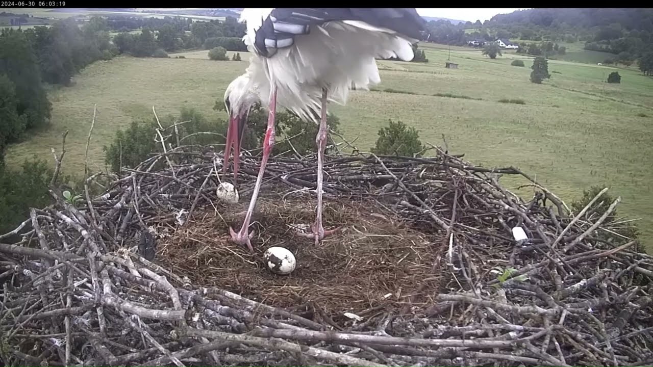 Storchennest Lindheim - Wilfried sortiert wieder ein Ei aus - 30.06.2024