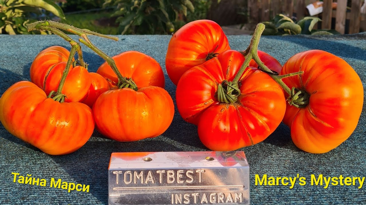 50 außergewöhnliche Tomatensorten 2025  Raritäten & alte Sorten Saatgut verfügbar“