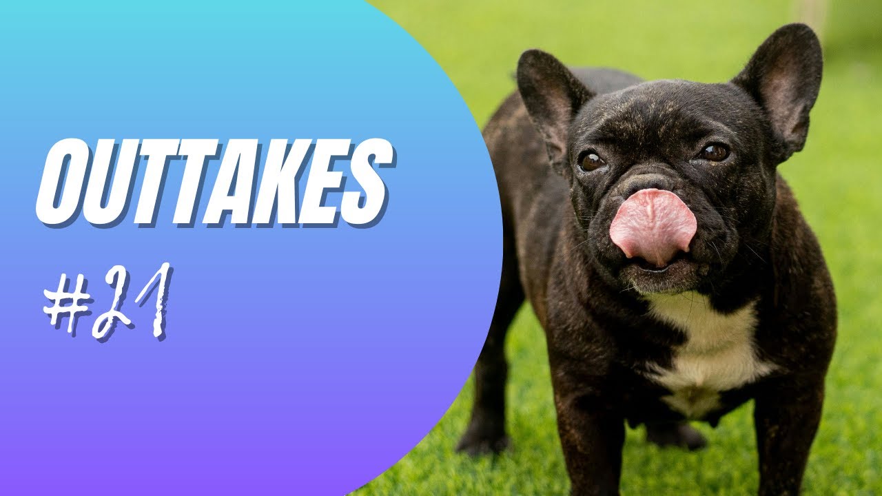 Französische Bulldogge Outtakes Teil 21 - Alles geht schief!