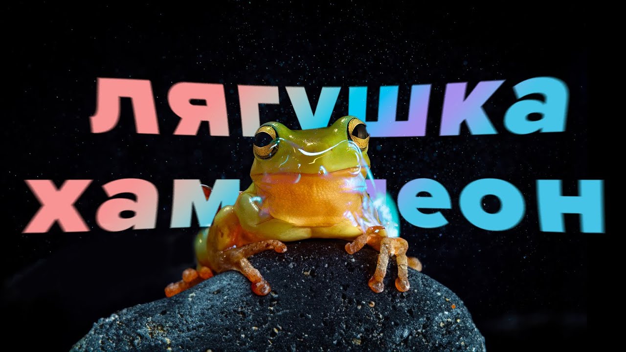 Лягушка ХАМЕЛЕОН. Что это такое? И как содержать?