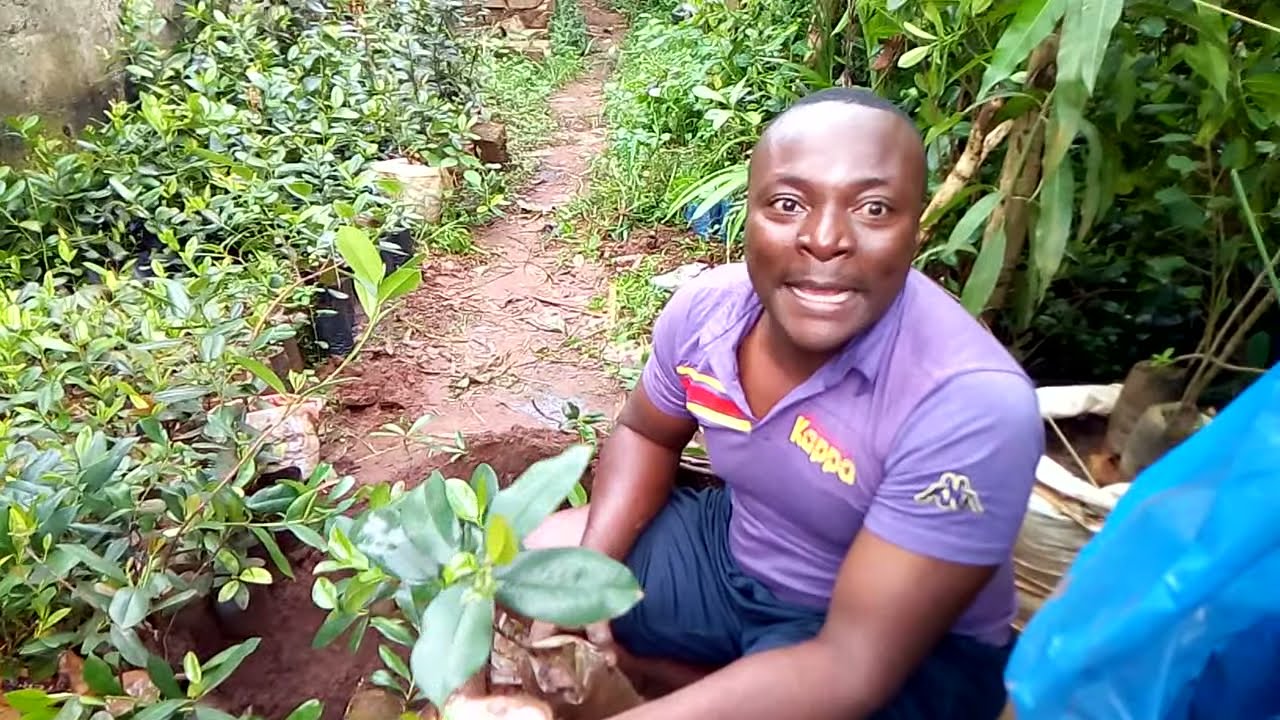 Le   laurier au Bénin : PÉPINIÈRE JSA.   LA PRODUCTION DE NOTRE LAURIER SAUCE