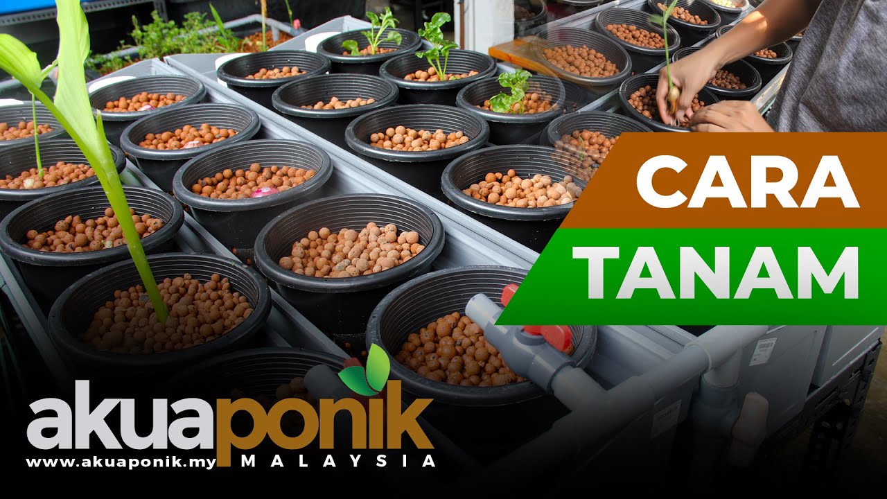 Akuaponik Gutter 07 | Leca Ball & Cara Menanam | Akuaponik Tanpa Ikan, Boleh Ke?