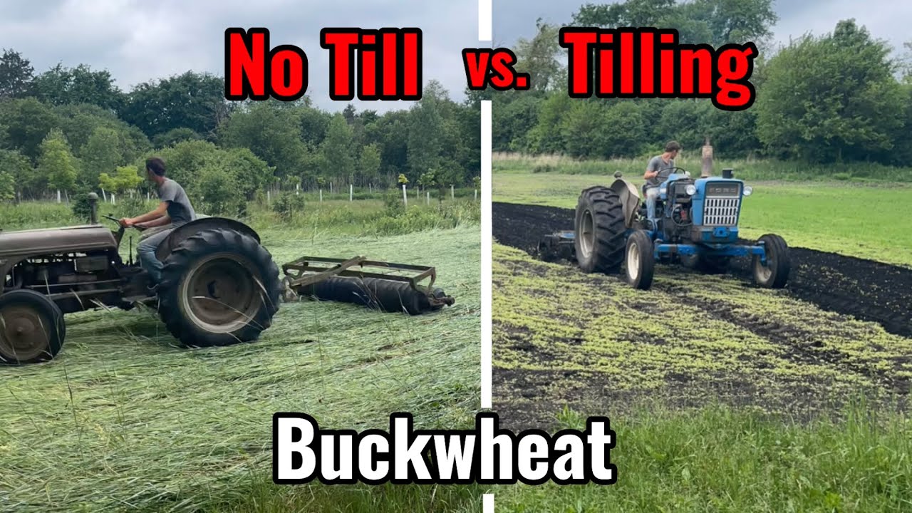 No-Till vs Tilling Buckwheat Food Plot