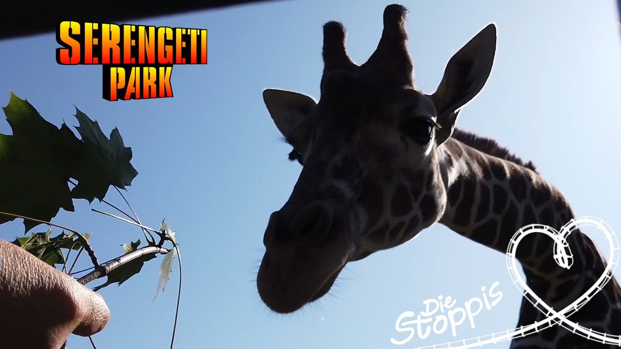 Serengeti- Park 2019 | Auf Tuchfühlung mit Kattas & Giraffen