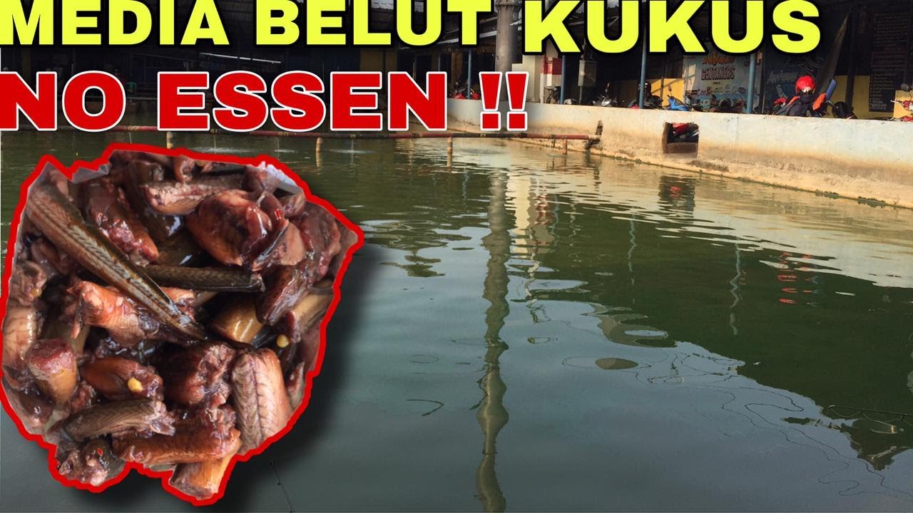 MEDIA BELUT KUKUS,PEMANCINGAN ADAM PURBAYA || GALATAMA LELE