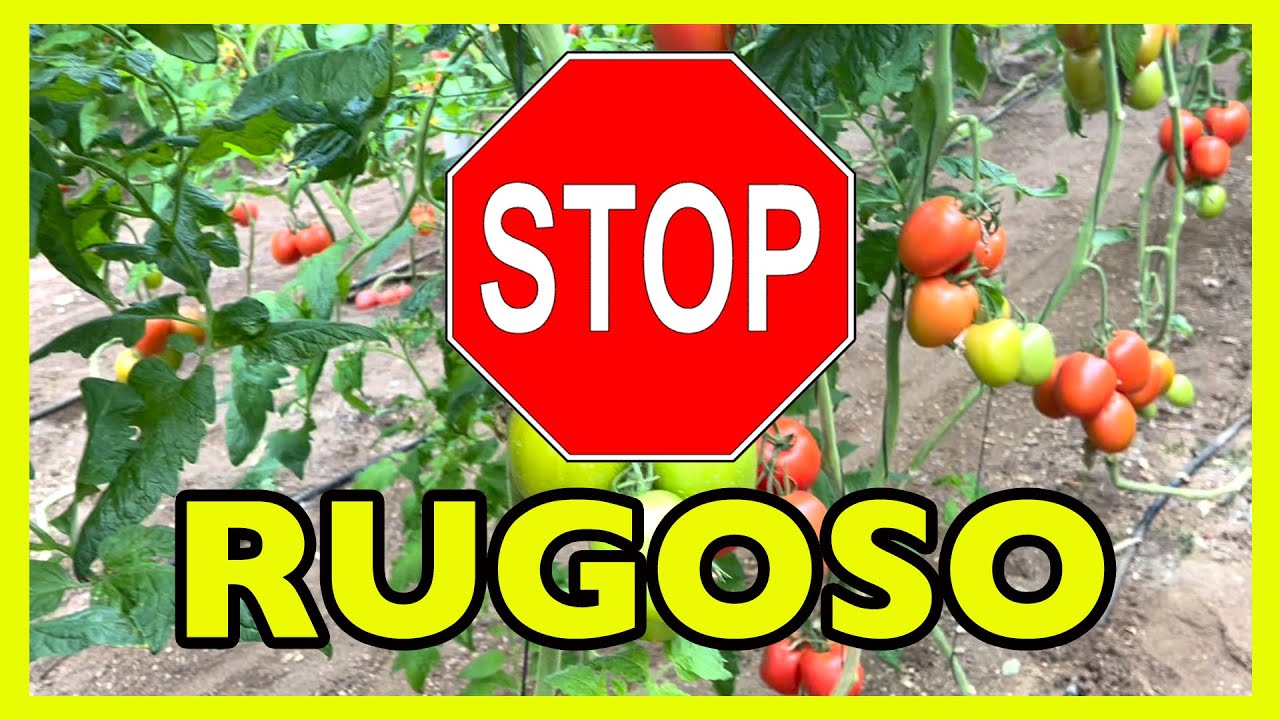 Mejora la resistencia de los tomates al virus rugoso