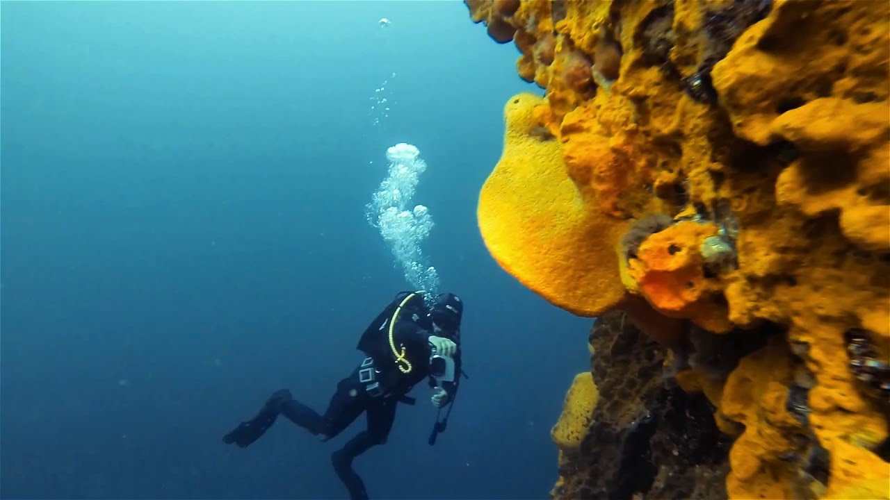 Buceo Penitentes, Pichidangui, Chile -  Buceo en Chile - Scuba diving in Chile