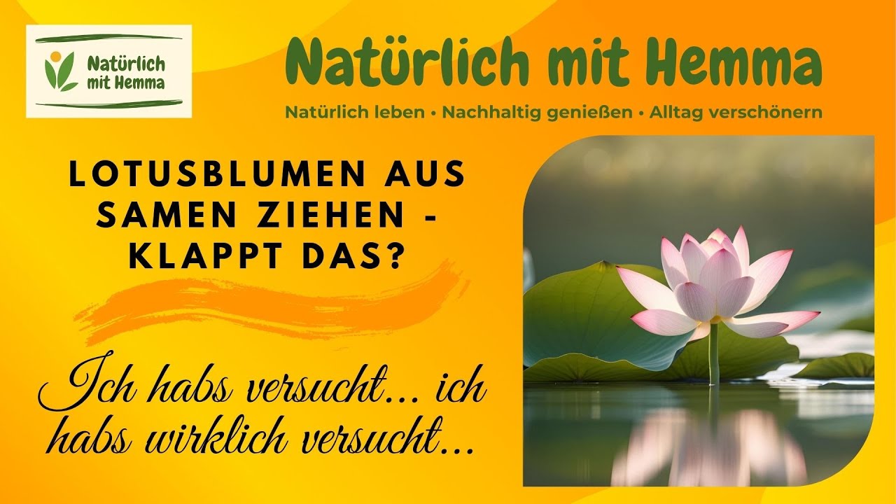 Lotusblumen aus Samen ziehen 🌸 – Wunderschön in der Werbung … aber klappt das wirklich?