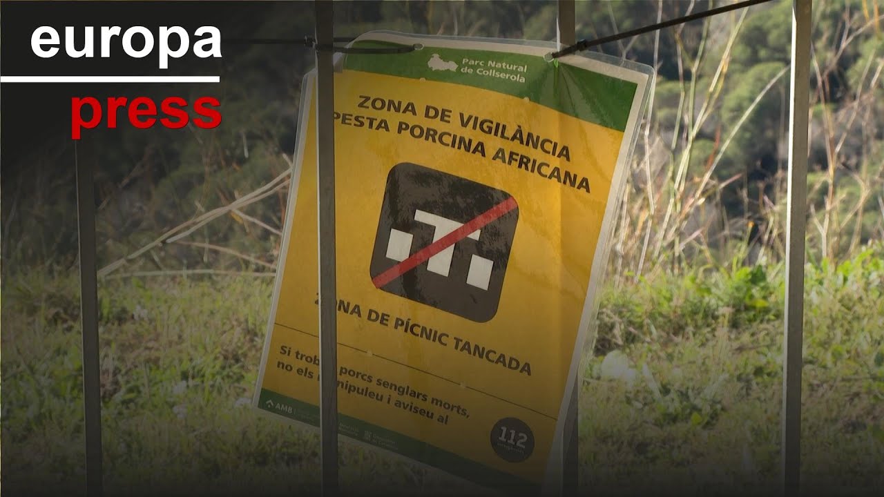 Aumentan a nueve los casos de peste porcina africana en jabalíes en Cataluña