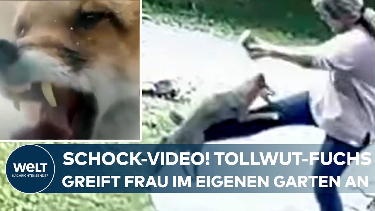 SCHOCKIERENDES VIDEO: Tollw&uuml;tiger Fuchs attackiert Frau in ihrem Garten