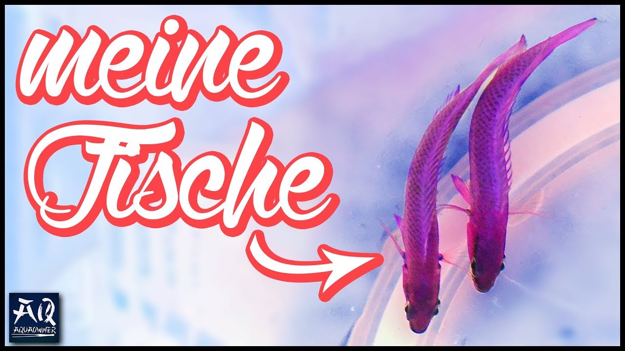 Welche Fische f&uuml;r ein kleines Meerwasser Aquarium? | AquaOwner