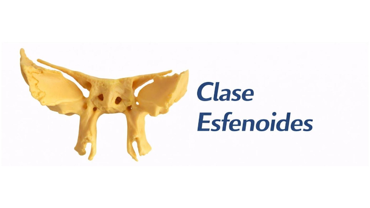Clase de anatomía. Esfenoides