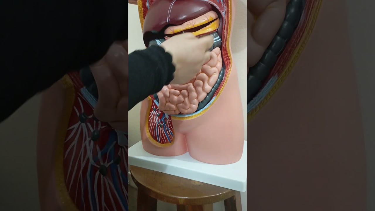 Gastroepiploic arteries with greater omentum #shorts #anatomy