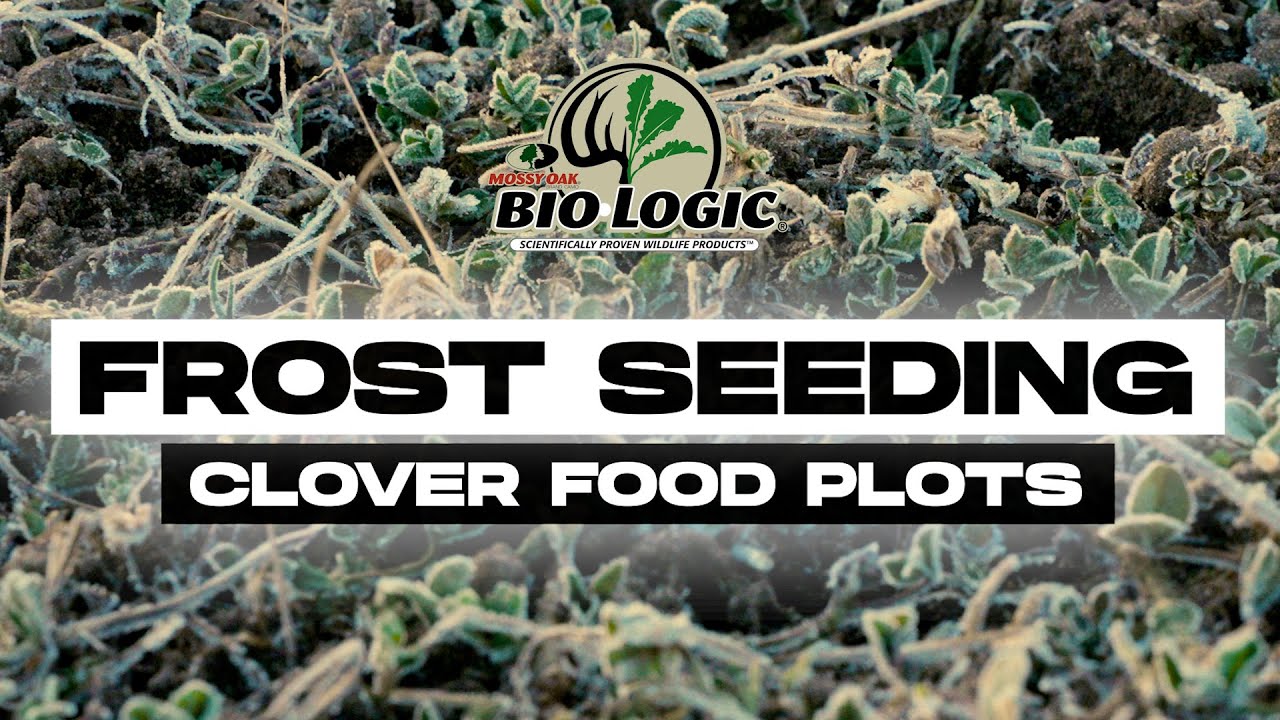 How to Improve Your Clover Food Plots by Frost Seeding - with KVD & Mossy Oak BioLogic
