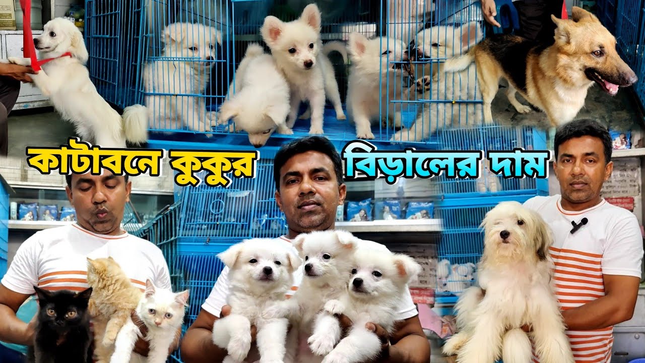 katabon animal market Bangladesh_Cat price in Bangladesh_Dog Price in Bangladesh_Persian cat Price