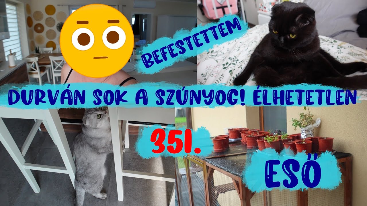 Ennyi szúnyog nincs is, dühítő..ja és befestettem de várd ki a végét 351.rész