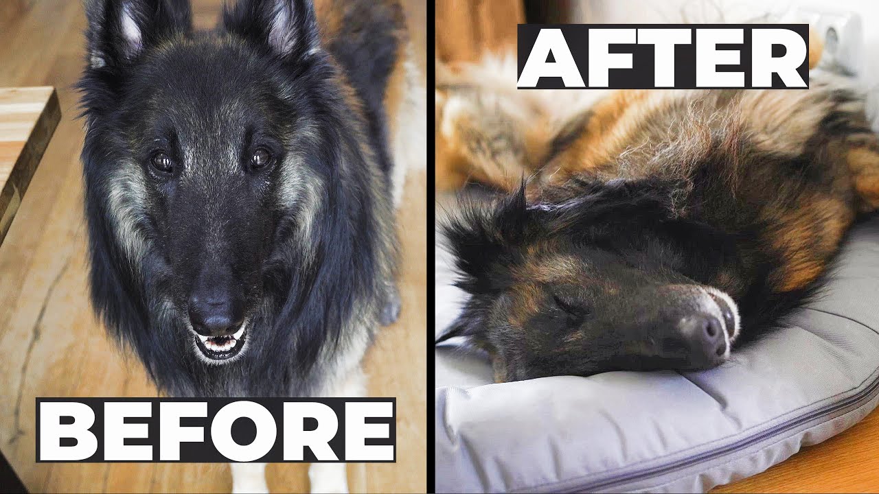 Belgian Shepherd Off Switch | 6 Things we Do