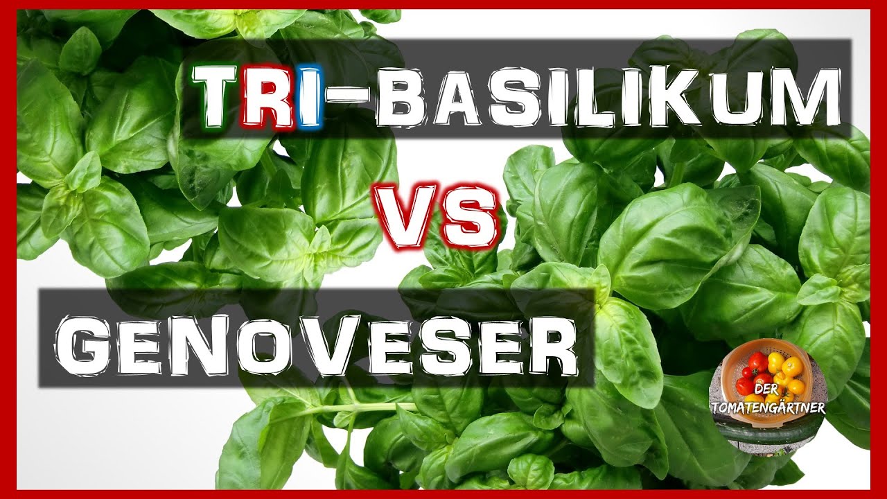 Tri-Basilikum vs Genoveser Typ | Basilikumsorten im Test