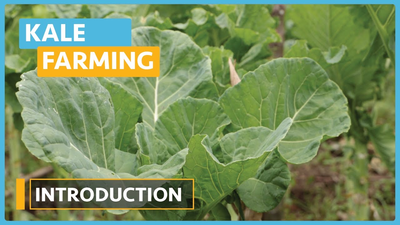 Kale Farming (Lesson 1) - Introduction