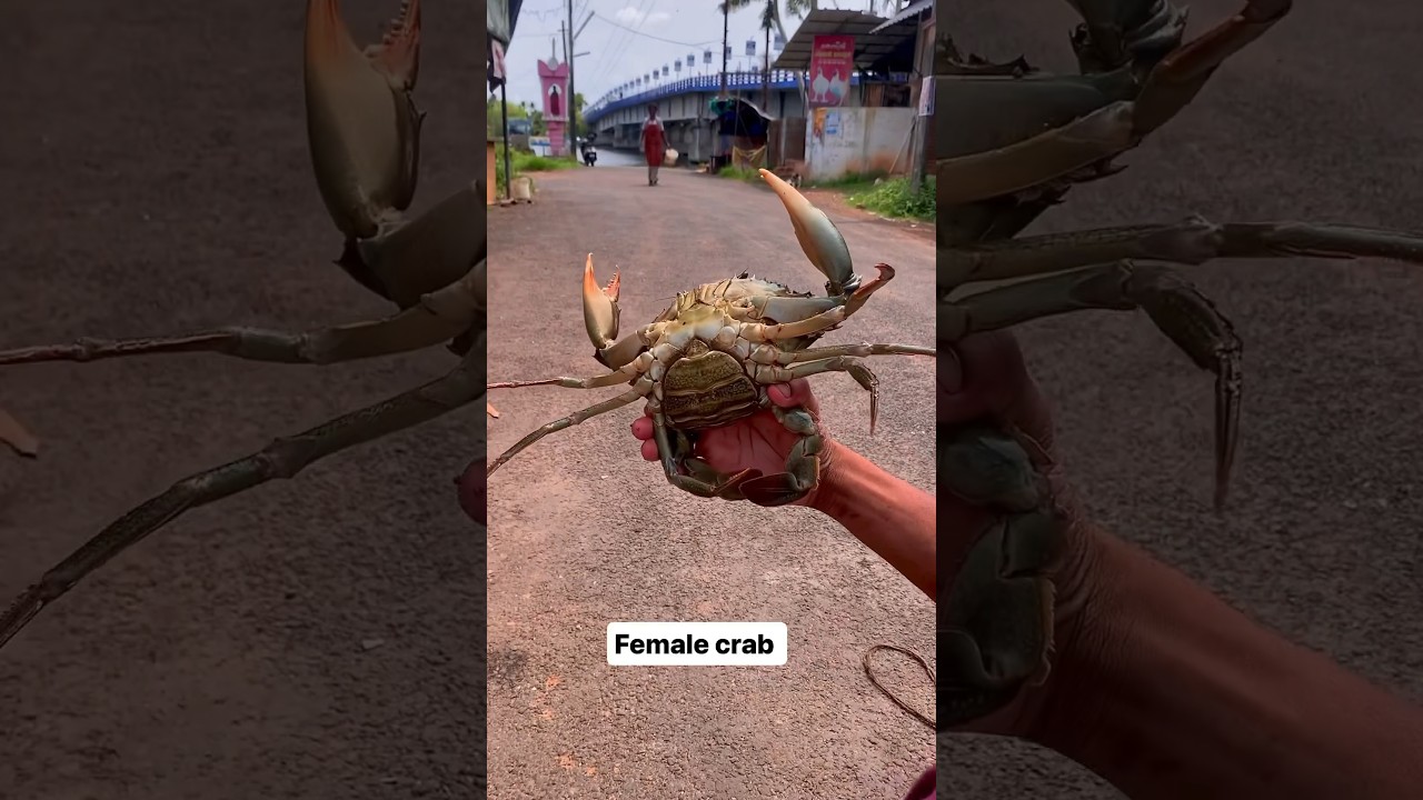 How to tie a female Mud Crab 🦀 #fish #fishing #food #mudcrab #crab