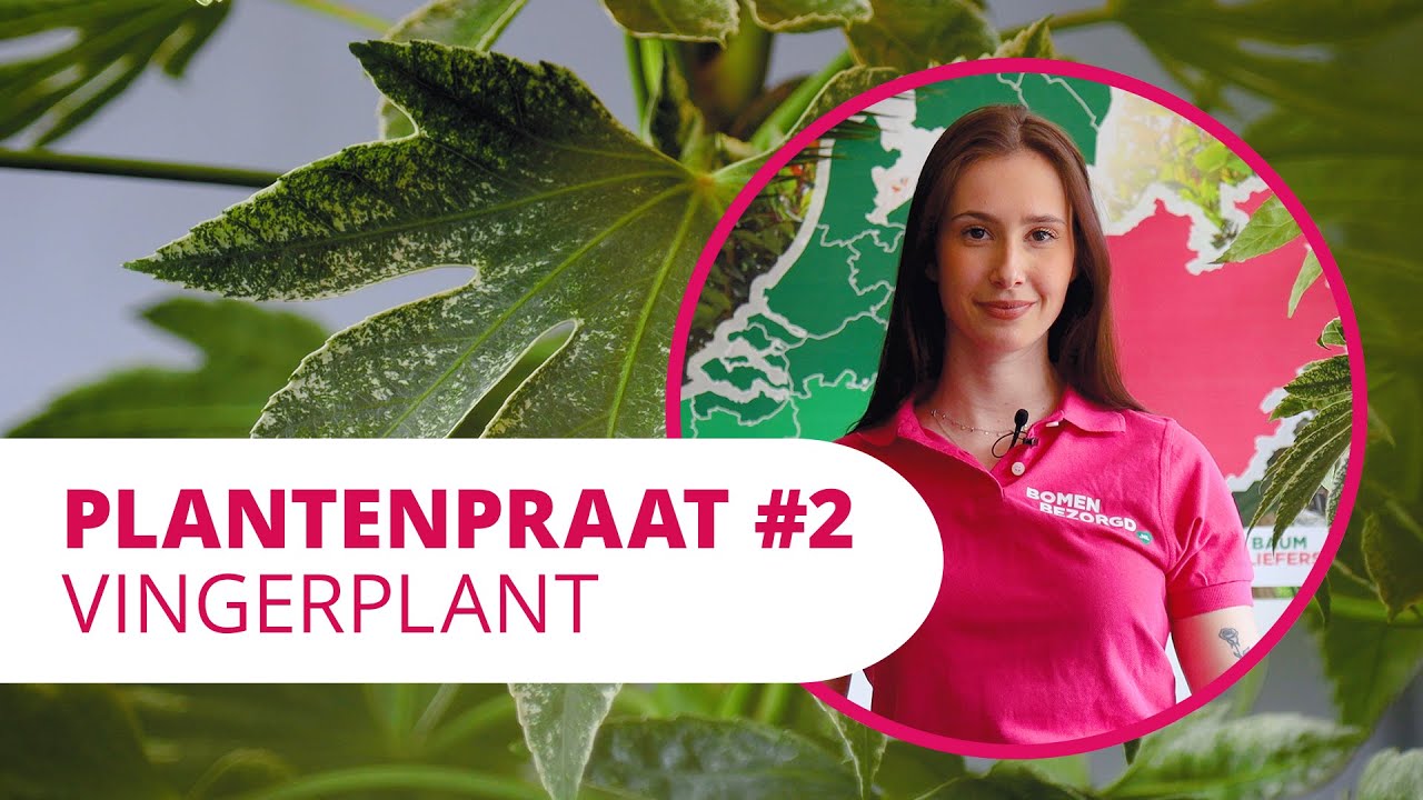 Plantenpraat #2 | Vingerplant