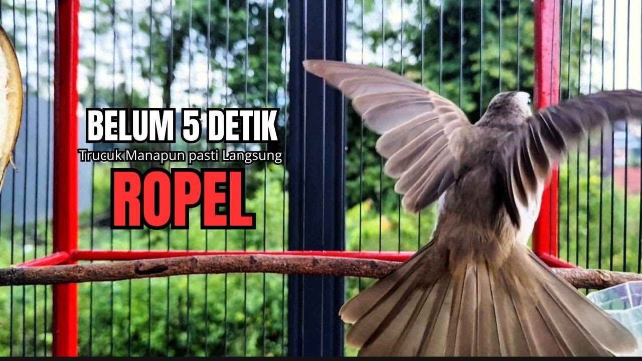 Suara Burung TRUCUKAN gacor TARUNG ROPEL PANJANG pancingan trucukan agar JADI trucuk gacor EMOSI