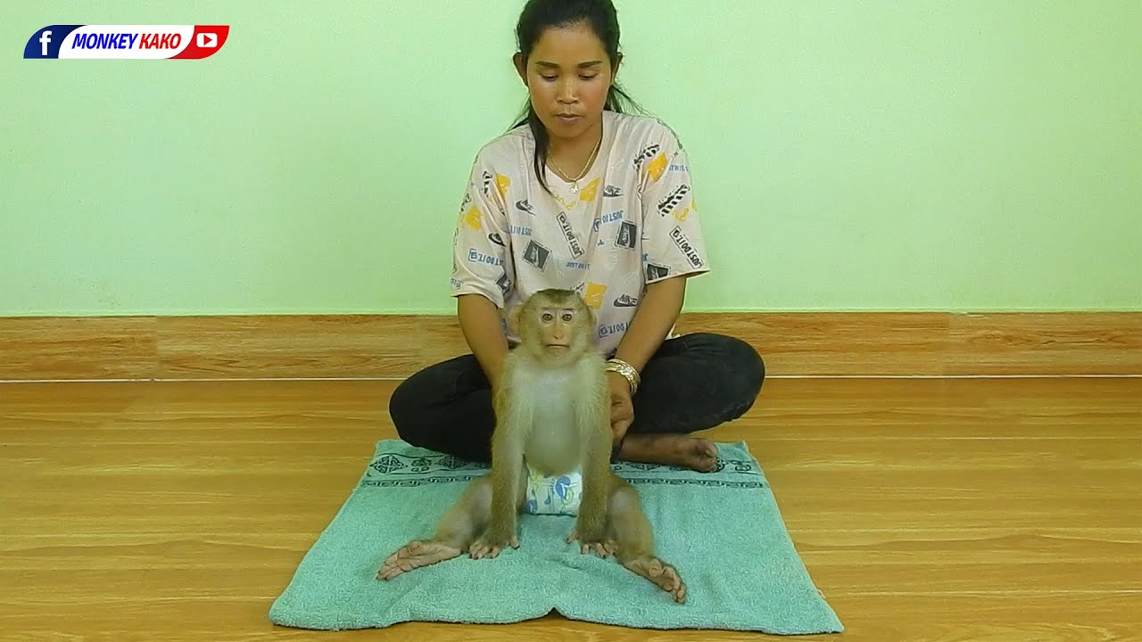 Fantastic Animal | Obedient Monkey Kako Enjoys Best Body Massage And Grooming