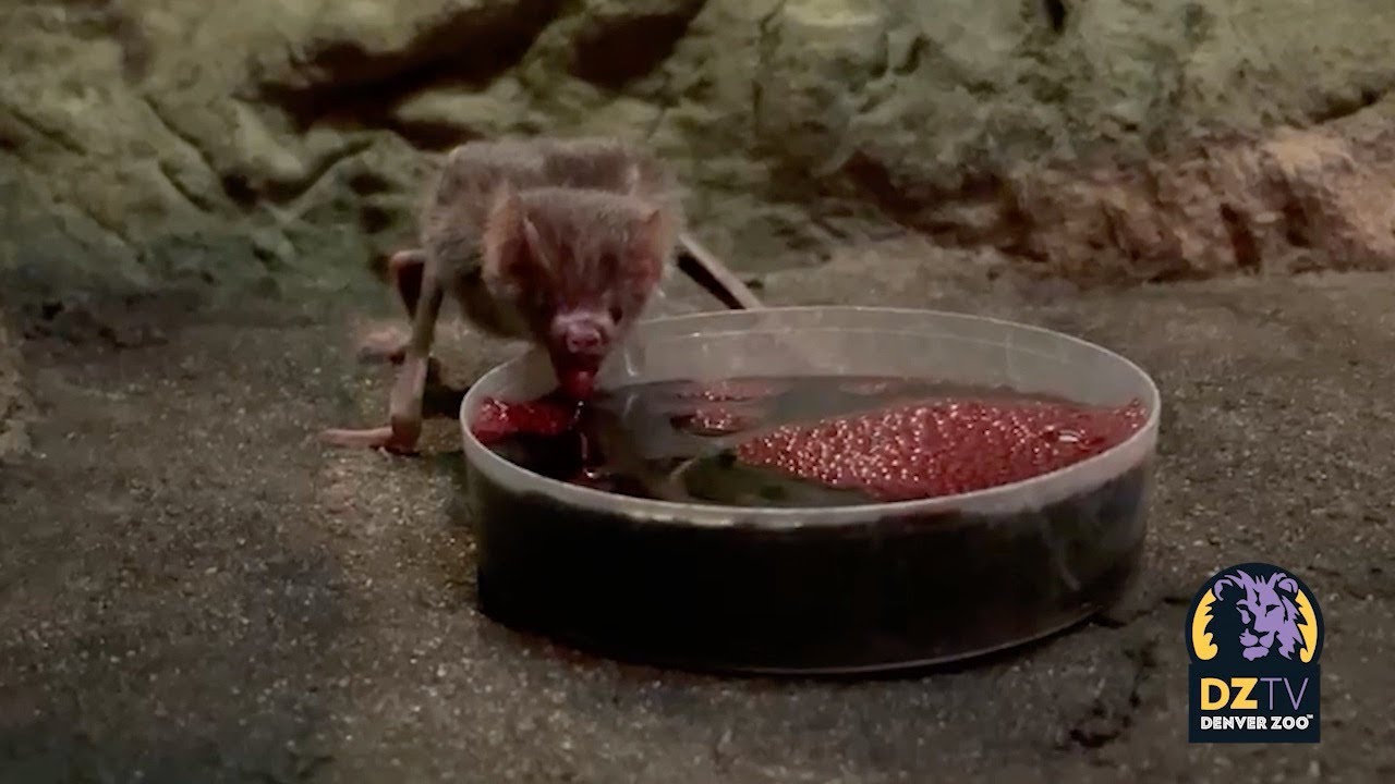 Top Posts of 2022: Vampire Bat Feeding